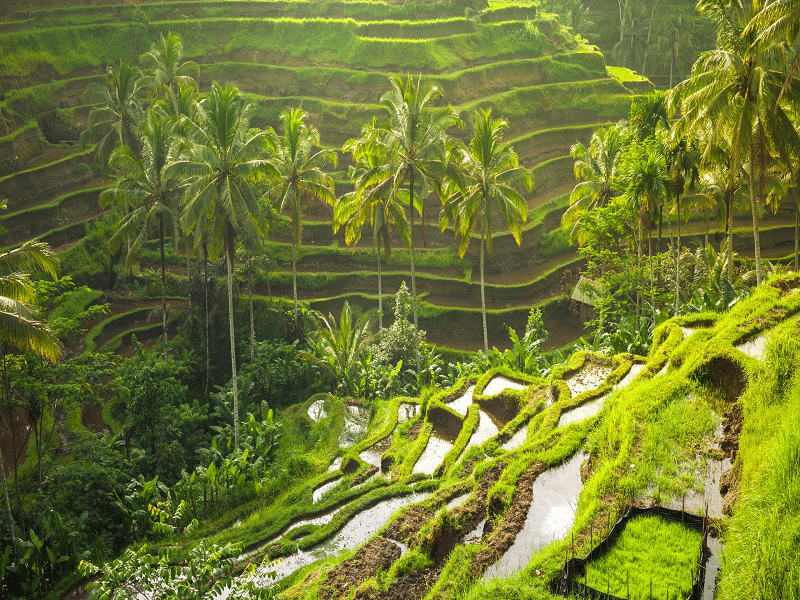 Tegallalang Rice Terraces