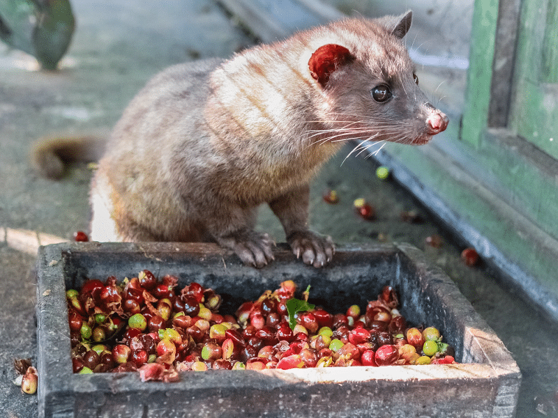 Coffee Farm (Kopi Luwak)